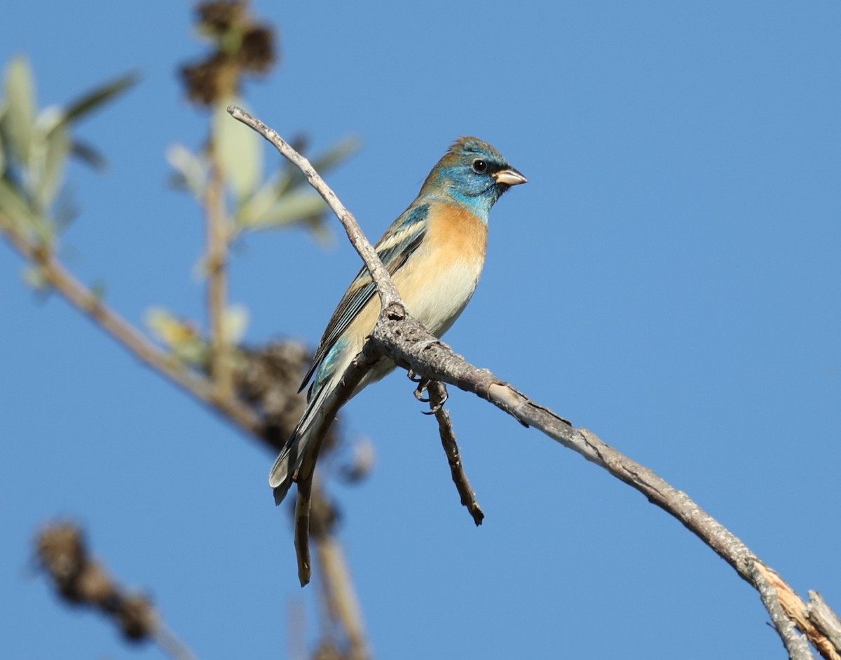 Lazuli Bunting - ML433195281