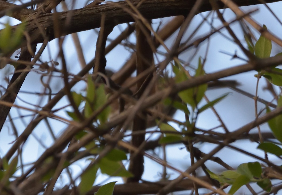 Fox Sparrow (Red) - ML433196851