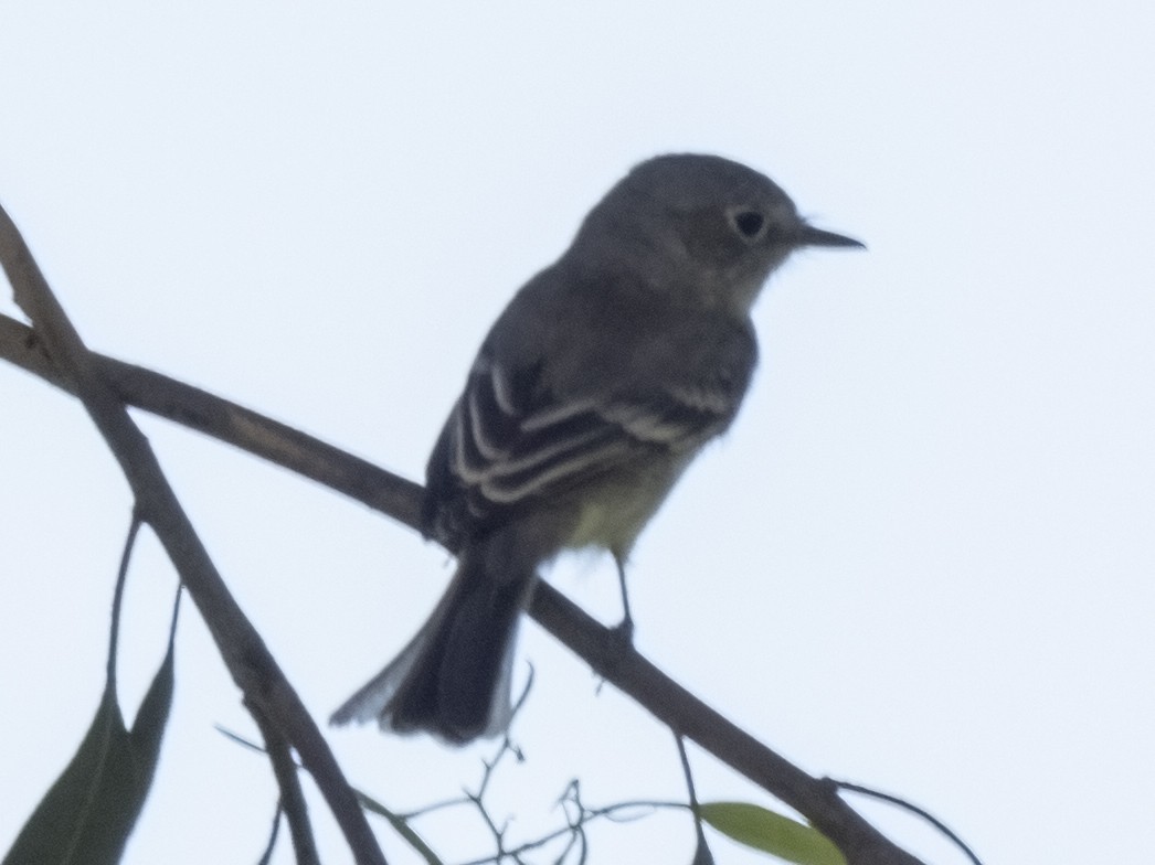 Gray Flycatcher - ML433200981