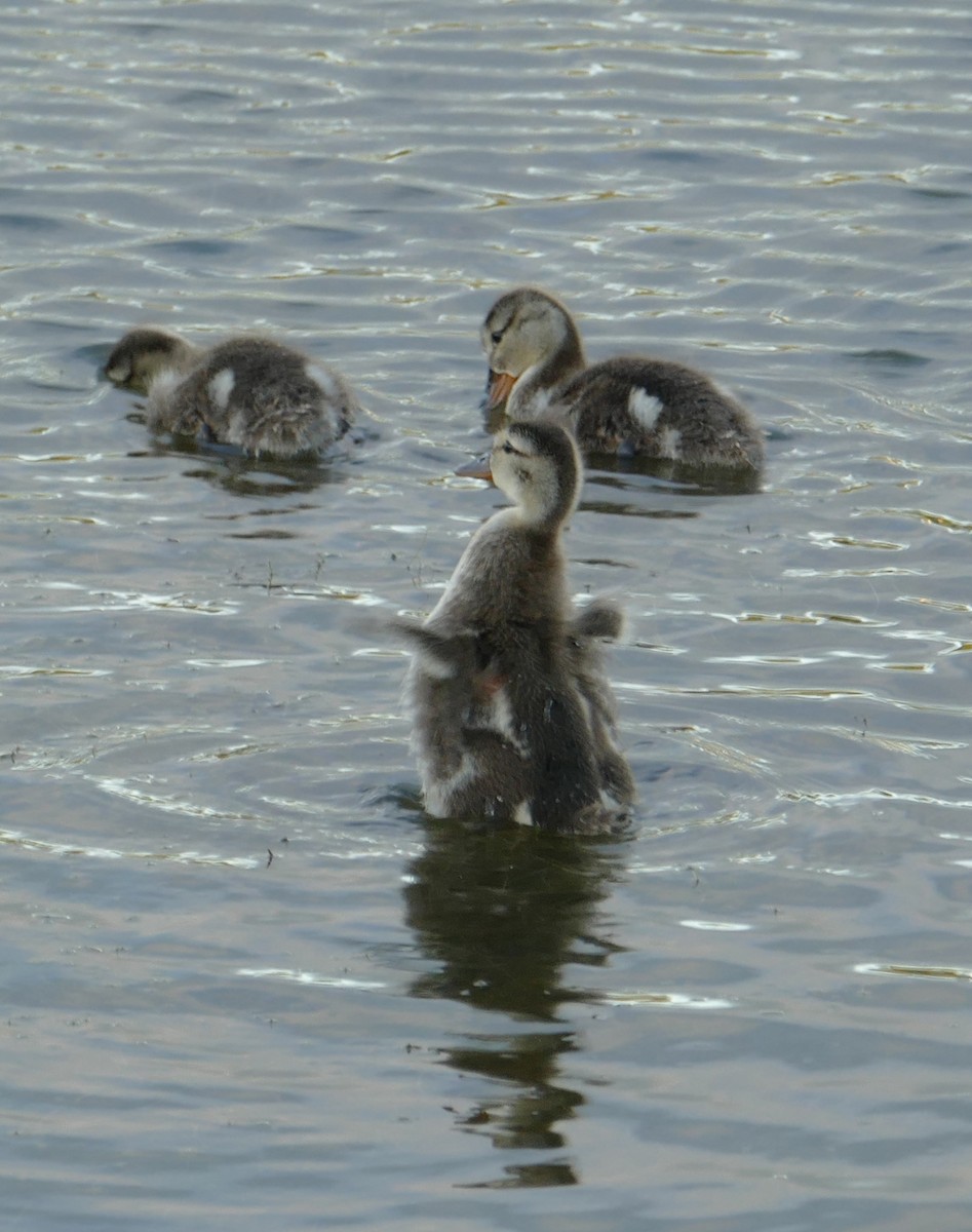 Gadwall - ML43320101