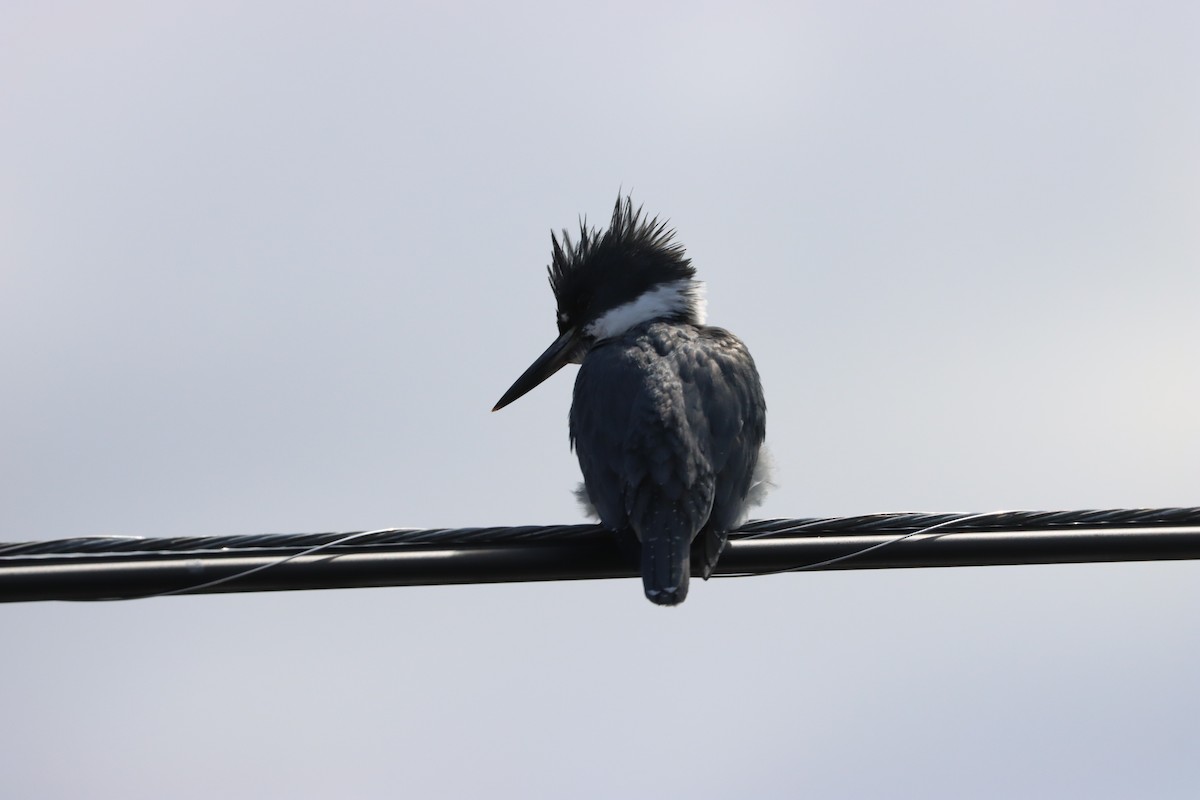 Belted Kingfisher - Stan Fairchild