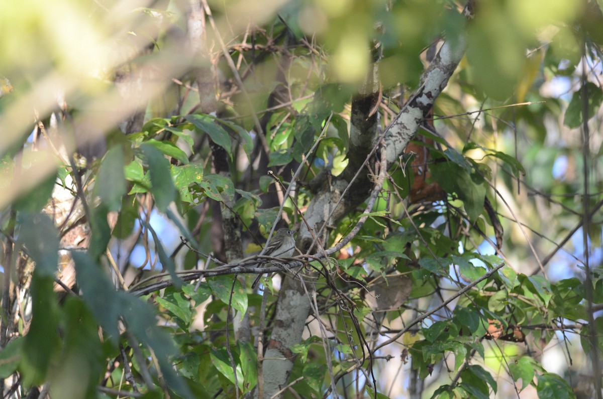 Acadian Flycatcher - ML43320141