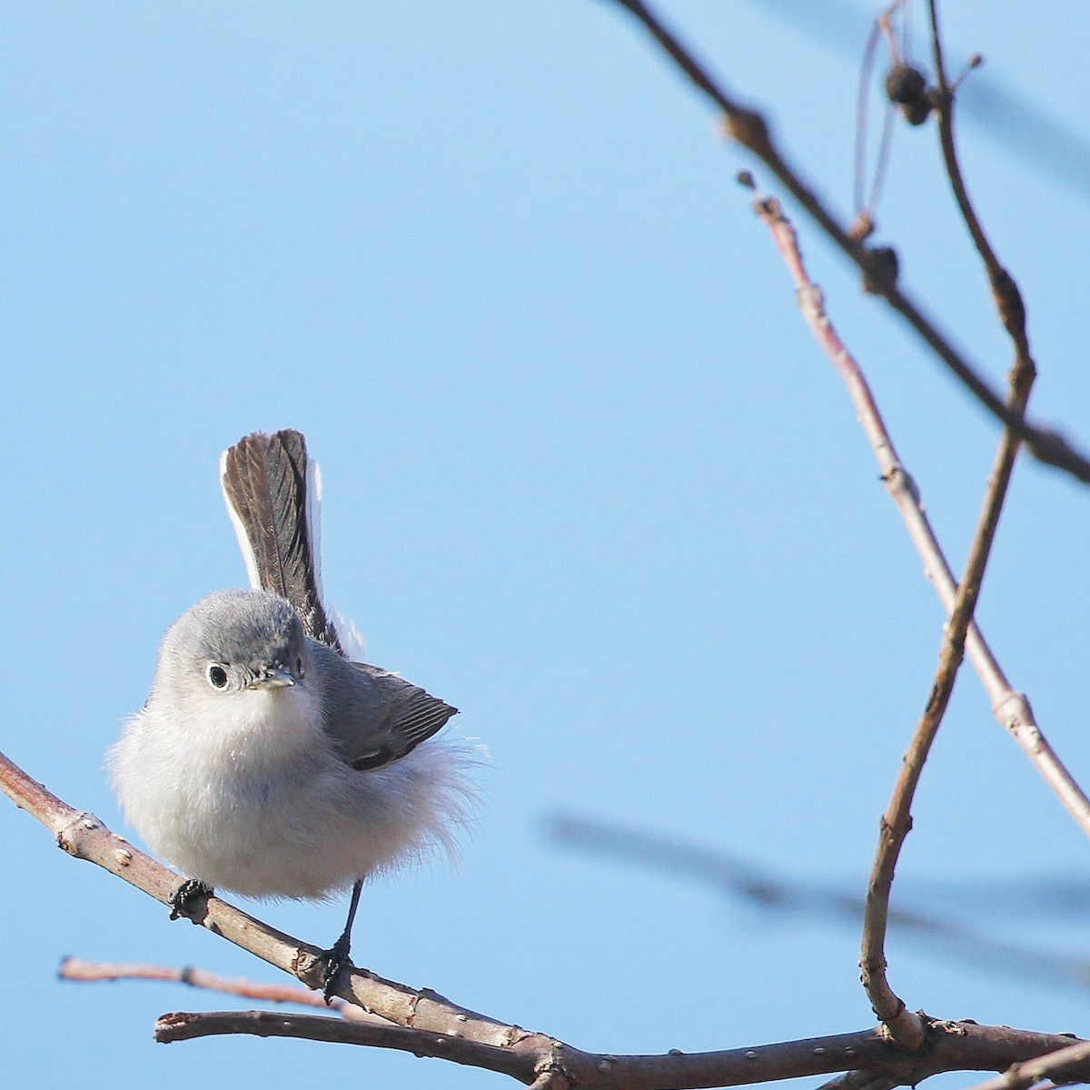 Blue-gray Gnatcatcher - ML433201411