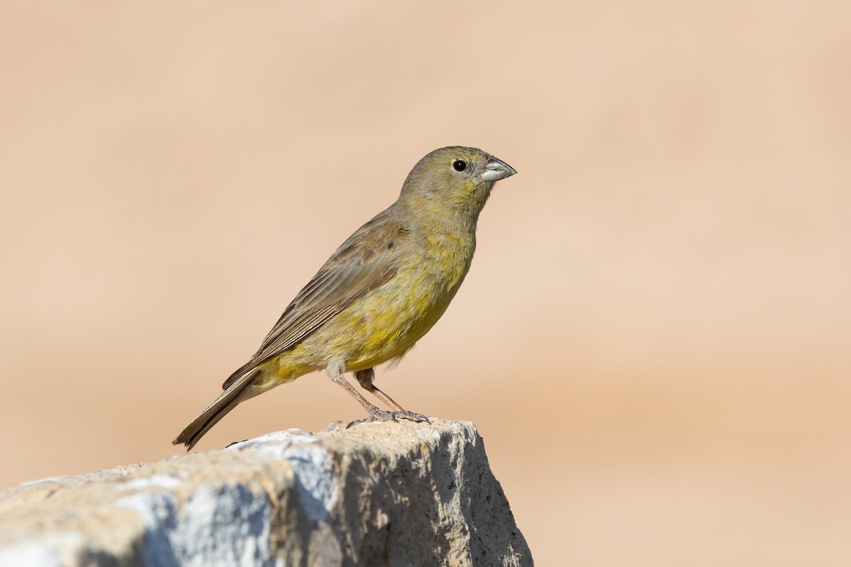 Greenish Yellow-Finch - Thibaud Aronson