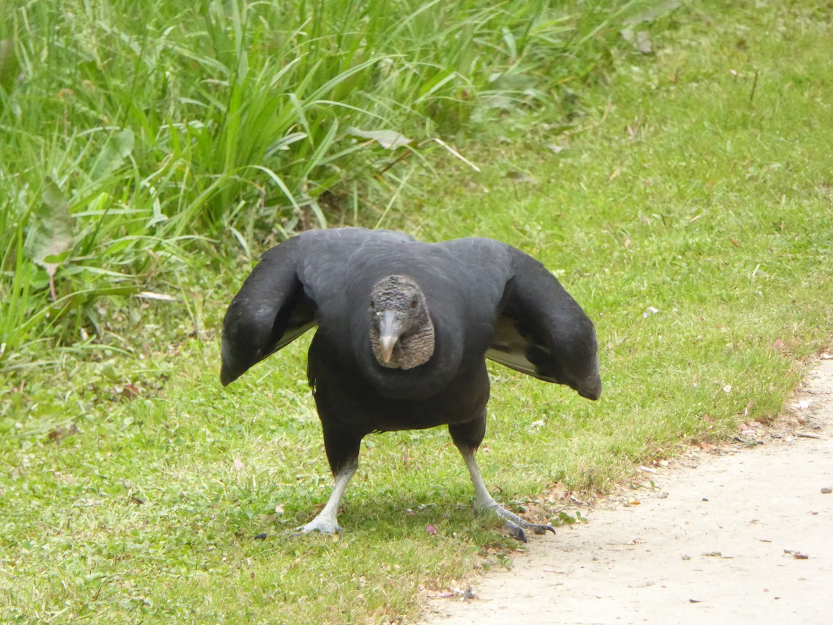 Black Vulture - ML433202221