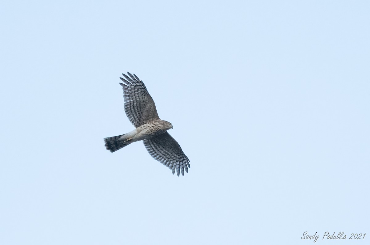 Sharp-shinned Hawk - ML433203041