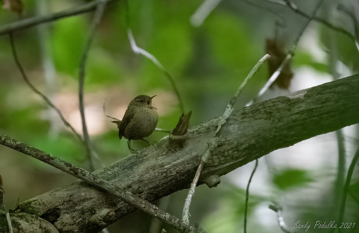 Winter Wren - Sandy Podulka