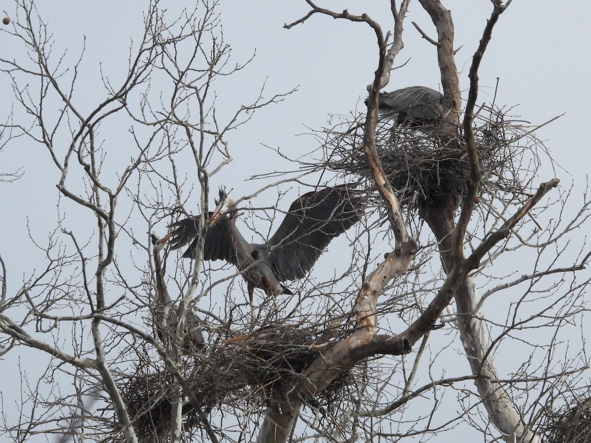 Great Blue Heron - Fannie Courtier