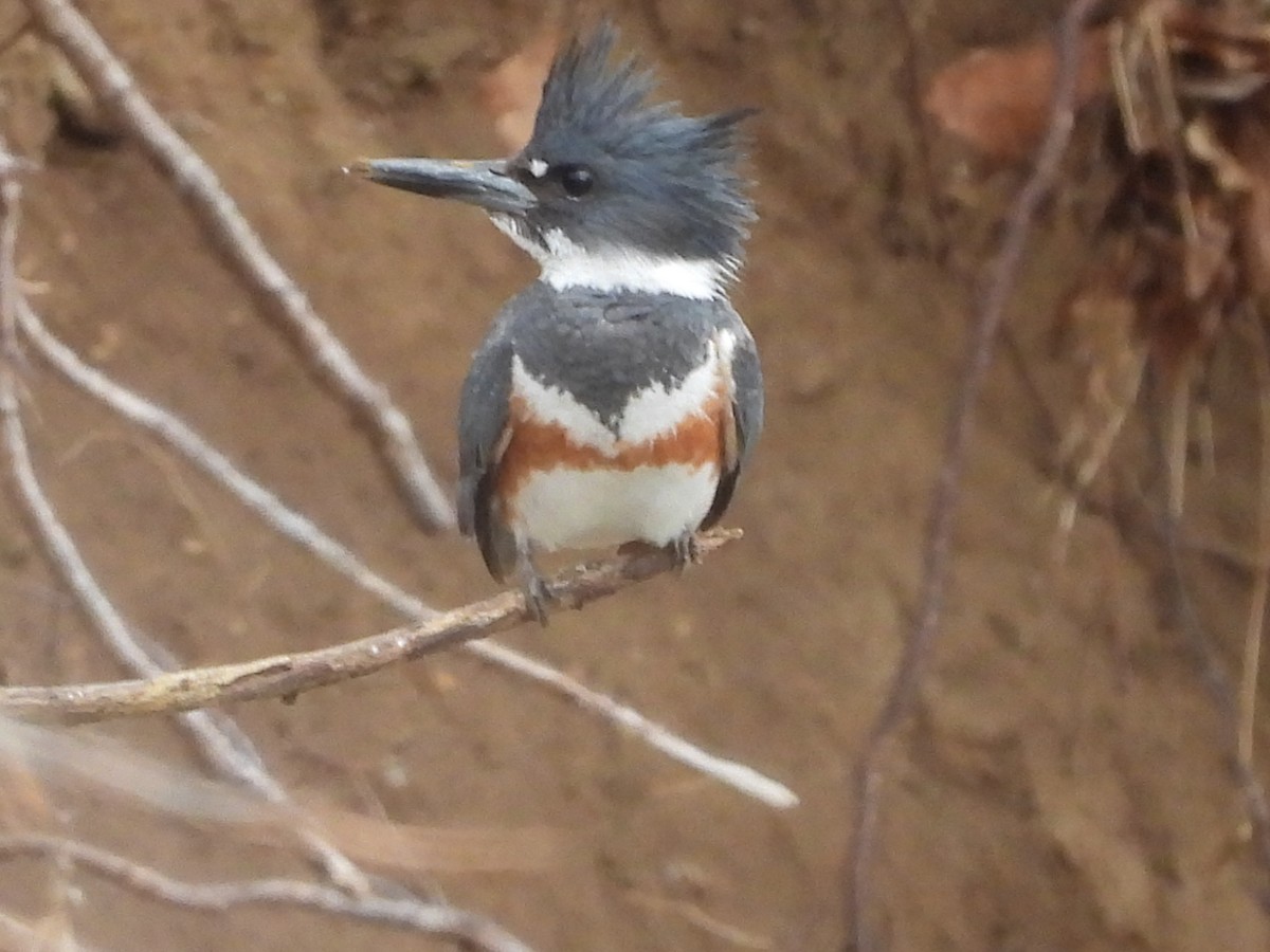 Belted Kingfisher - ML433204141