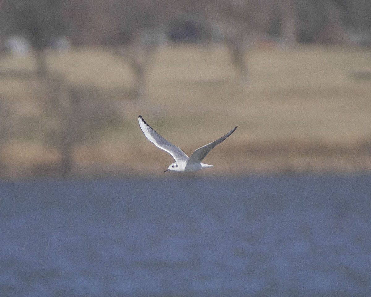 Bonaparte's Gull - ML433204821