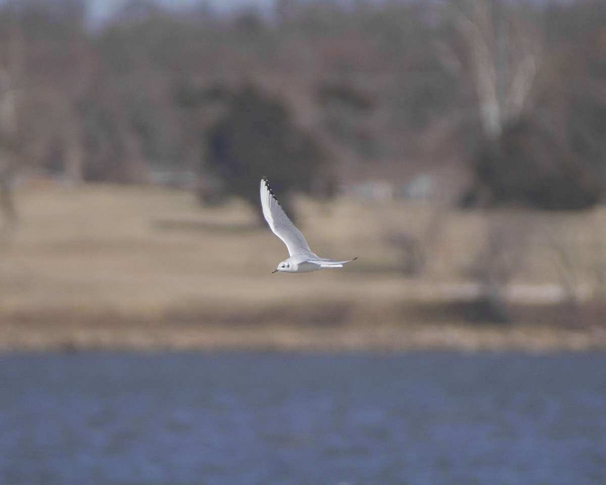 Bonaparte's Gull - ML433204851