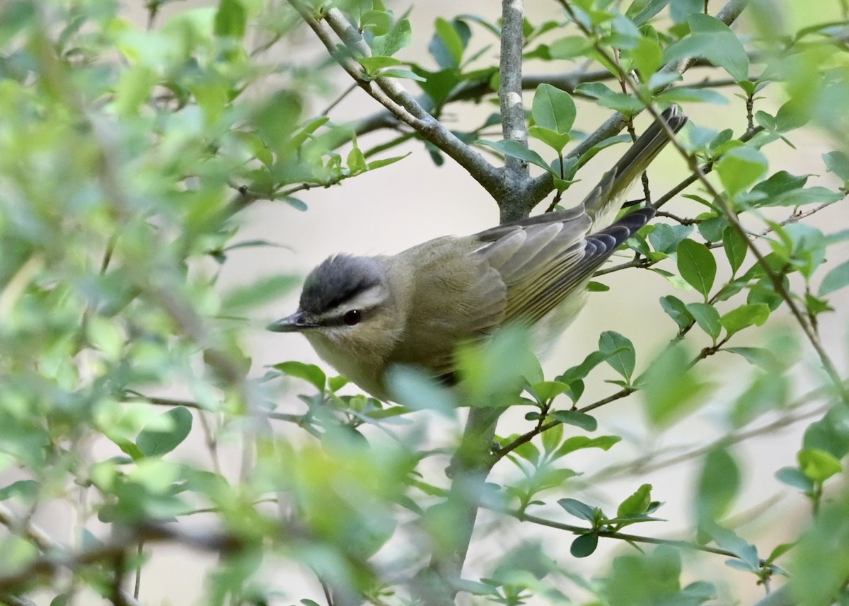 rødøyevireo - ML433205471