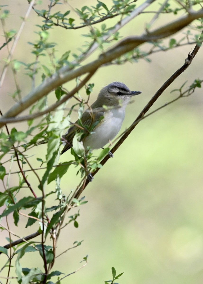 Red-eyed Vireo - ML433205501