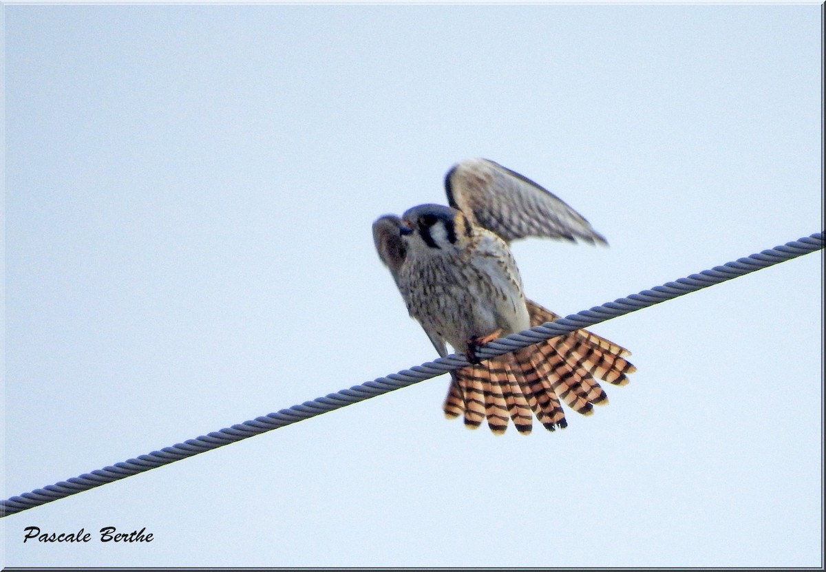 American Kestrel - ML433208621