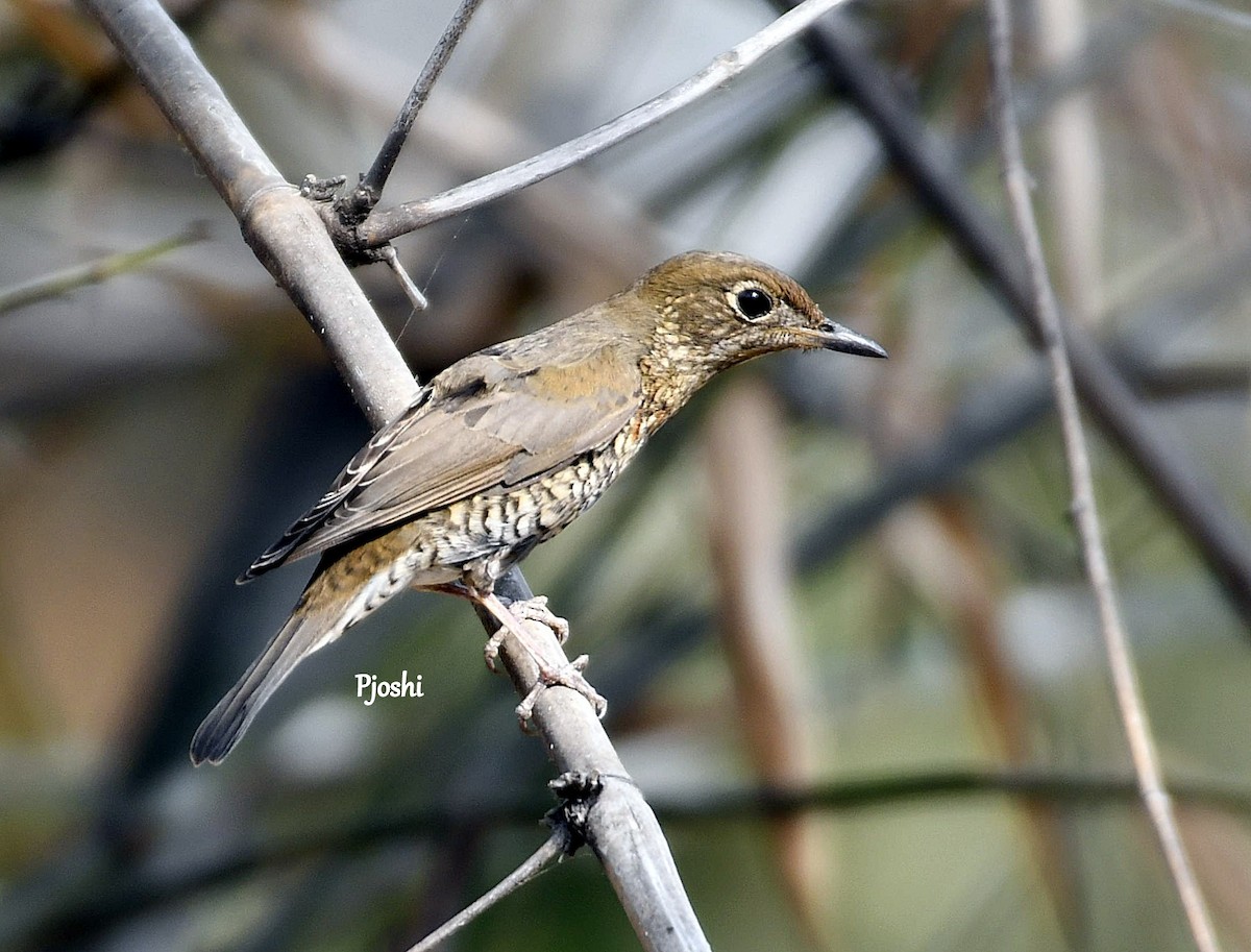 Blue-capped Rock-Thrush - ML433208651