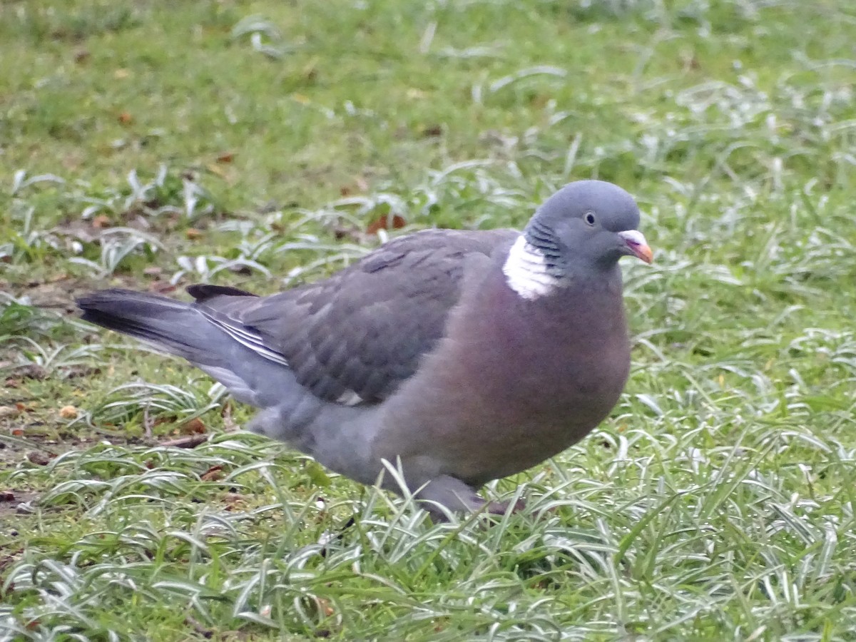 Common Wood-Pigeon - ML433210251