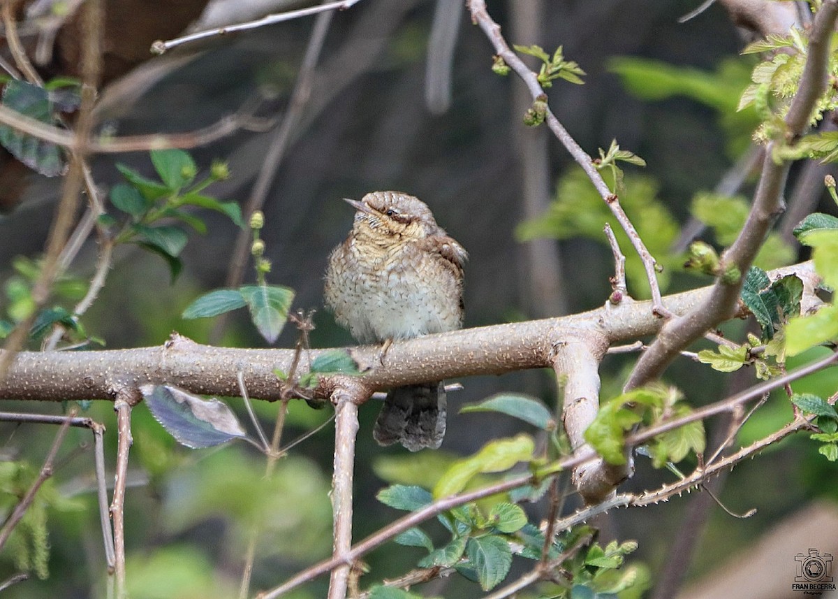 Eurasian Wryneck - ML433211301