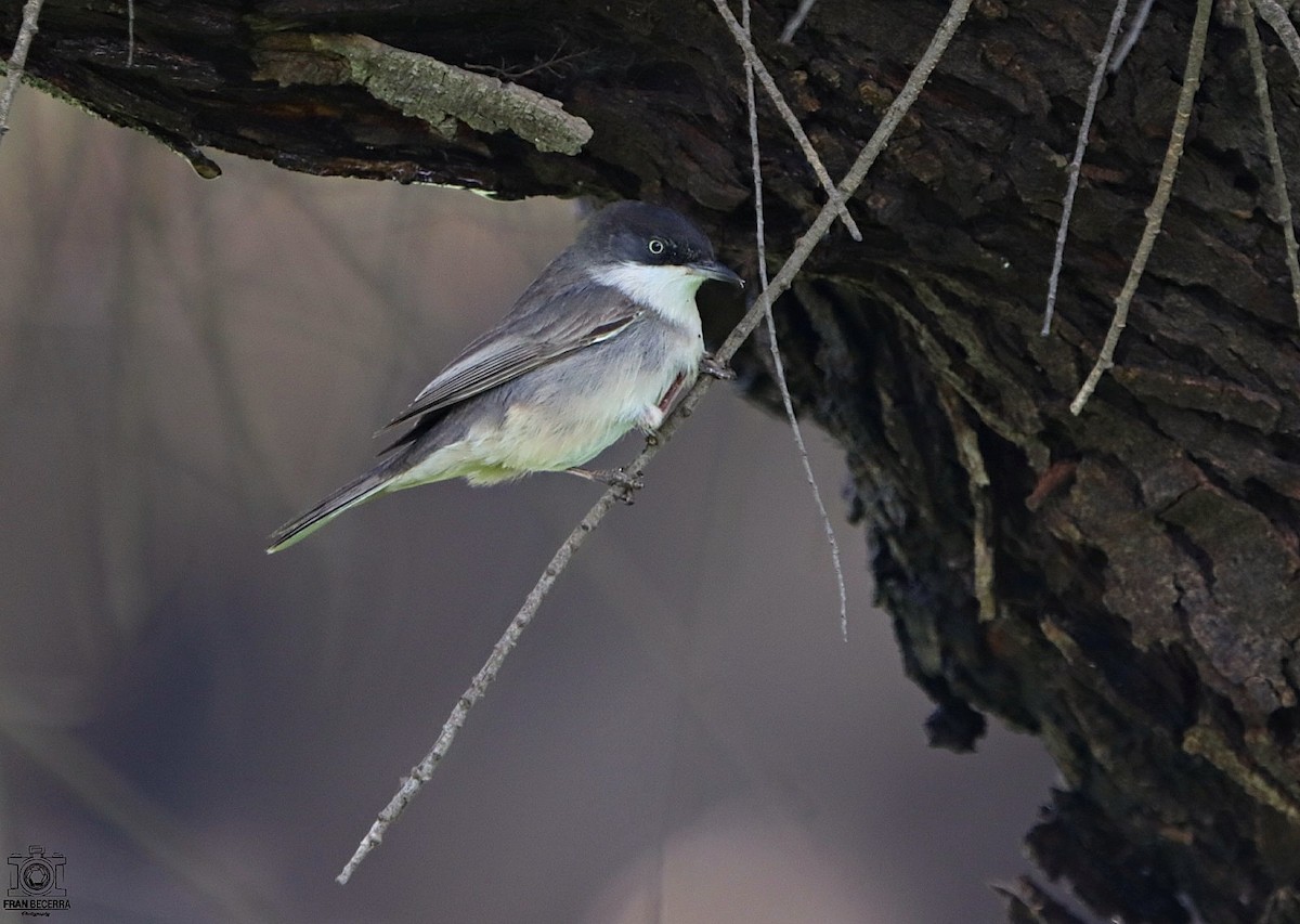 Western Orphean Warbler - ML433211461