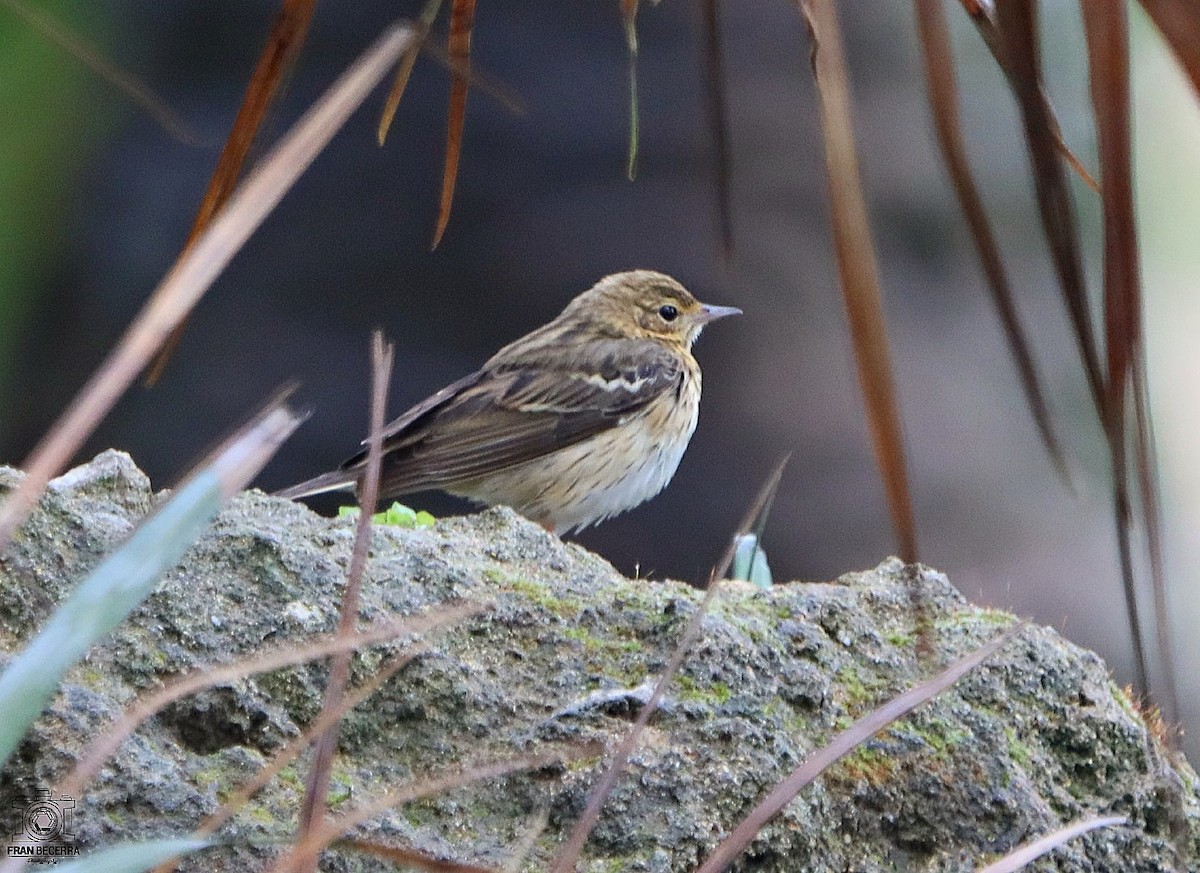 Tree Pipit - ML433211621