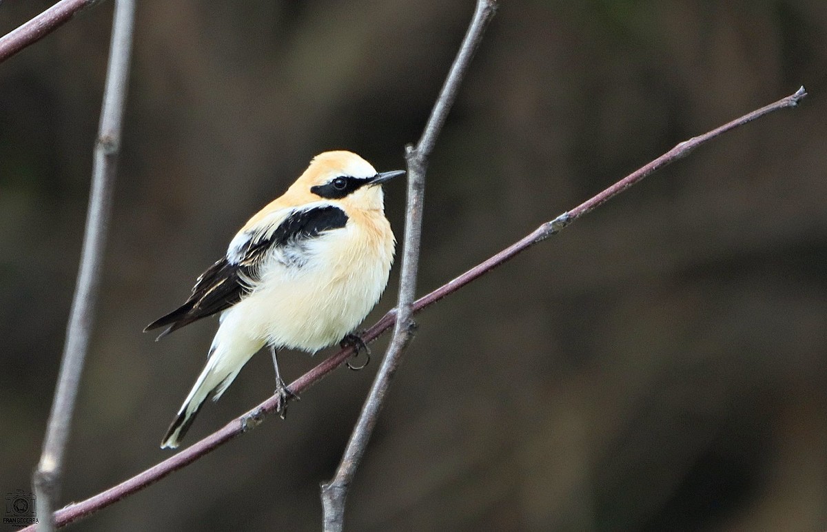 Western Black-eared Wheatear - ML433211671