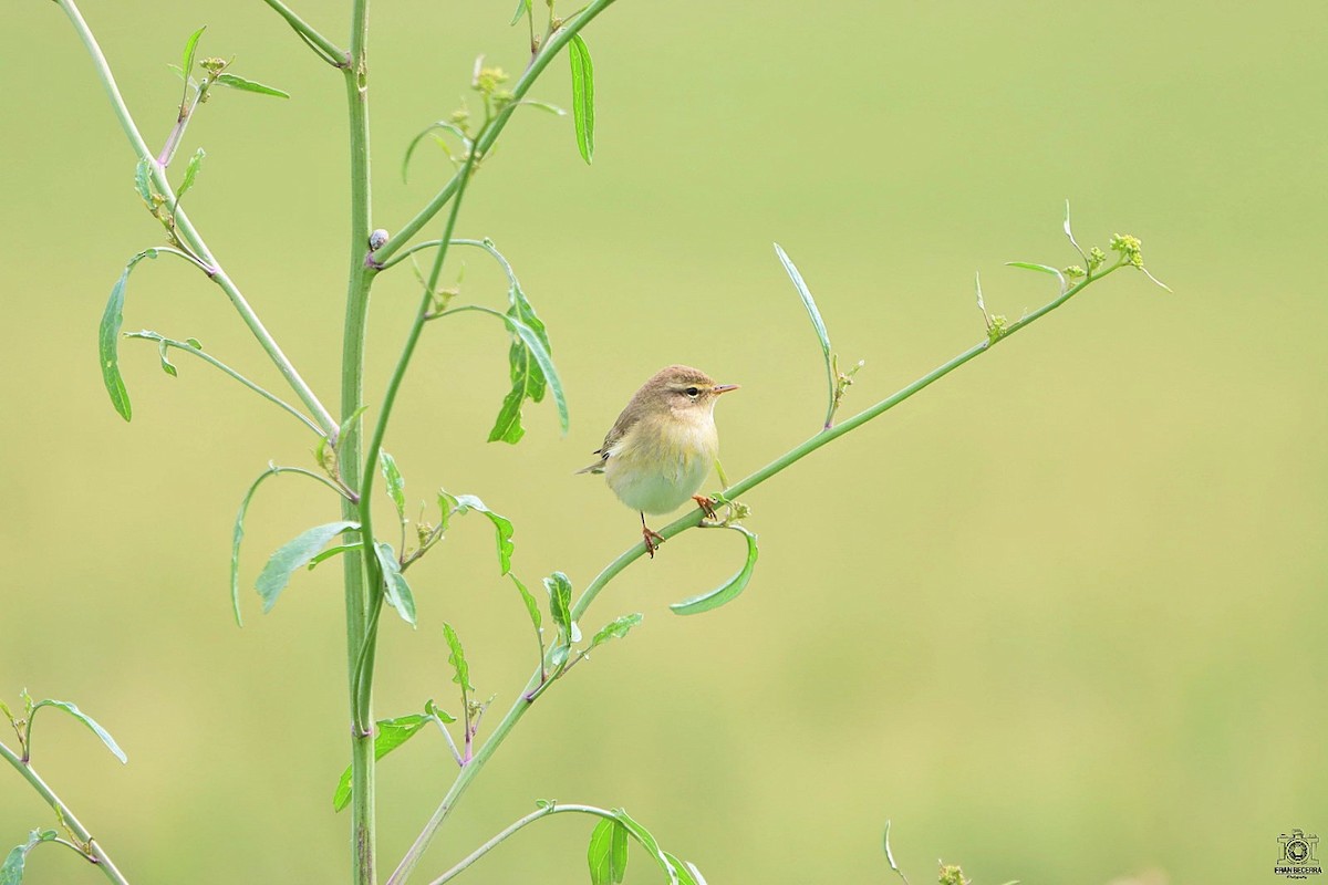 Willow Warbler - ML433212121