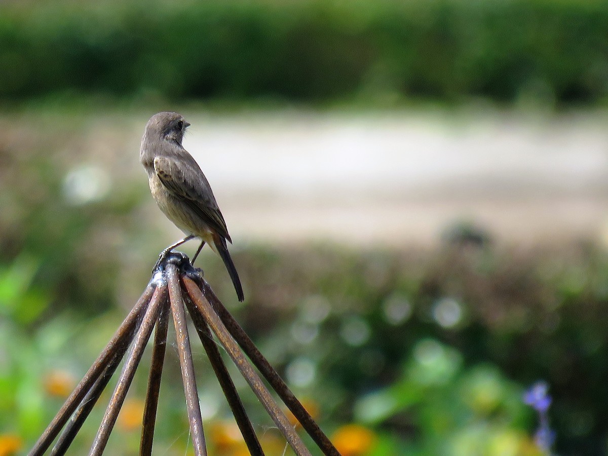 Pied Bushchat - Gaye Beckwith