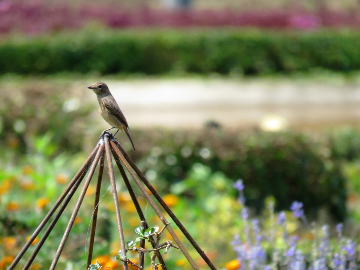 Pied Bushchat - ML43321421