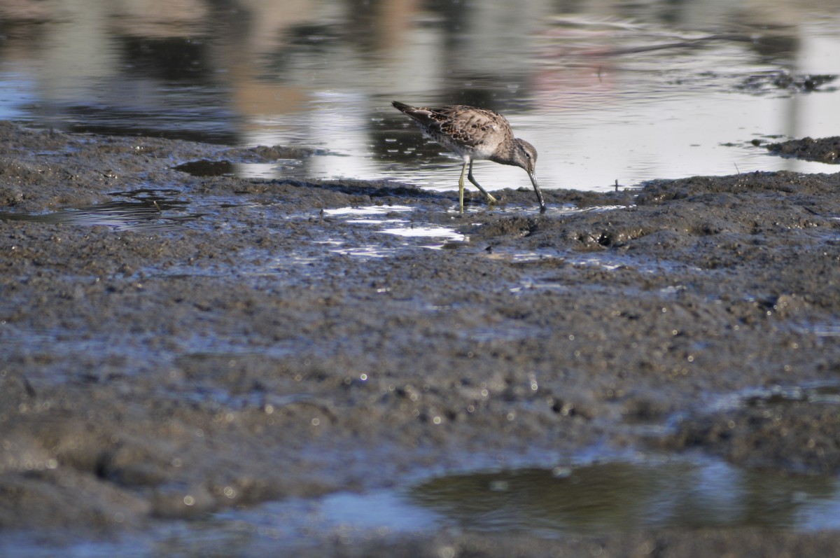 Long-billed Dowitcher - ML433216641