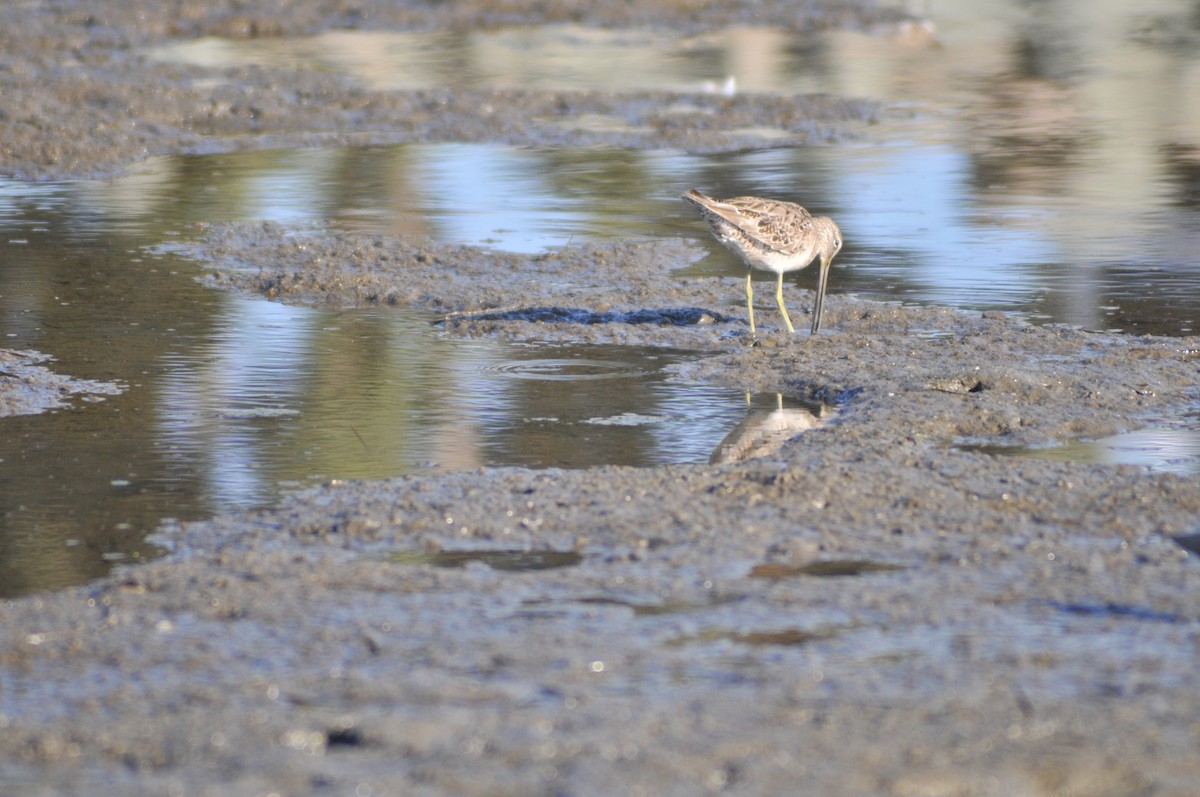 Long-billed Dowitcher - ML433216701
