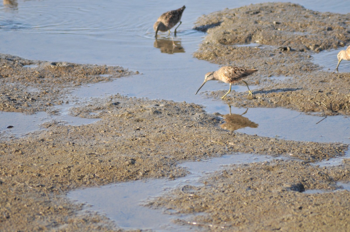 Long-billed Dowitcher - ML433216791