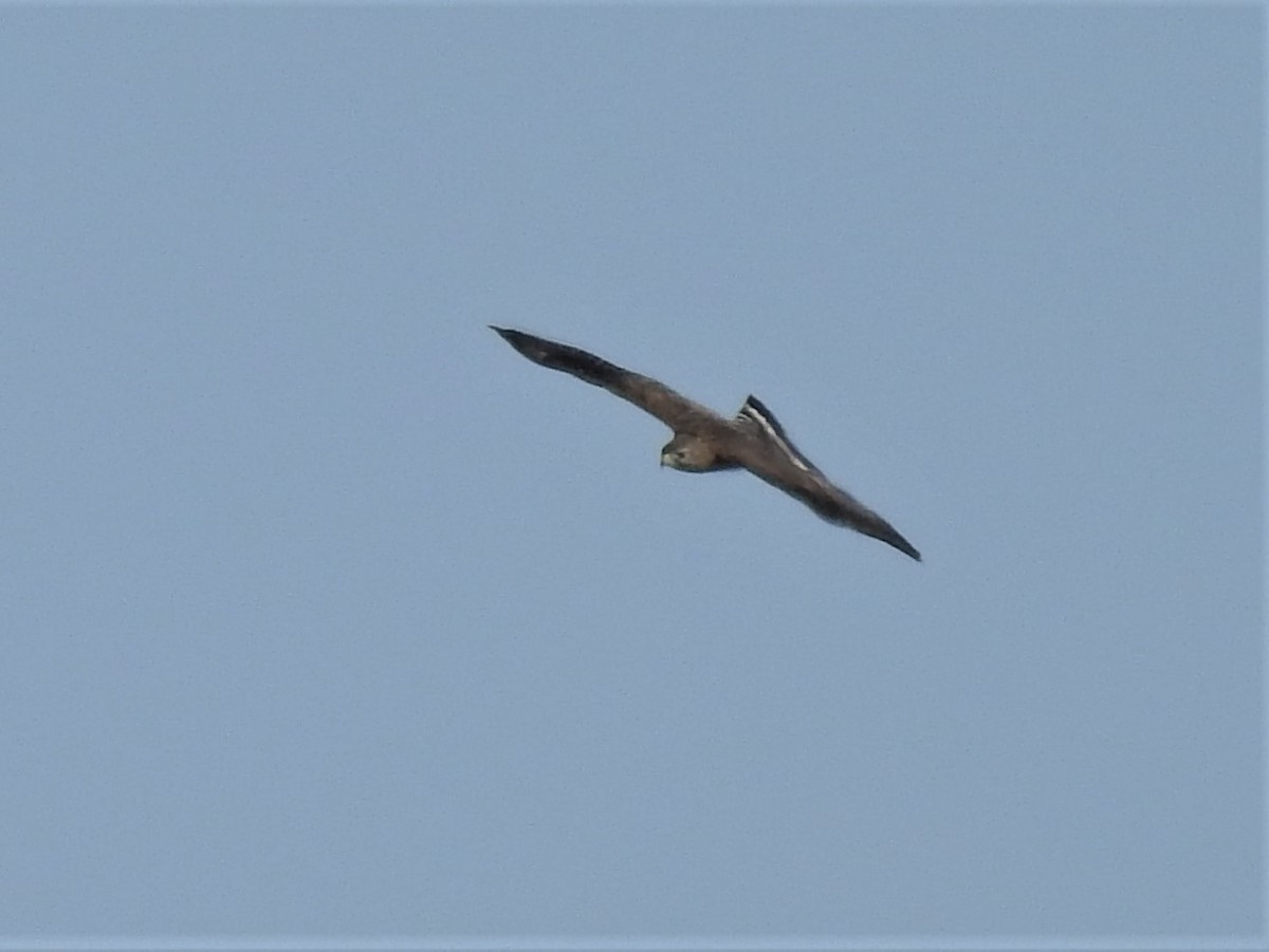 Broad-winged Hawk - ML433217011