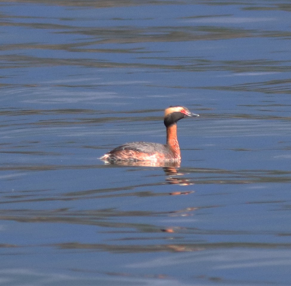 Horned Grebe - ML433217601