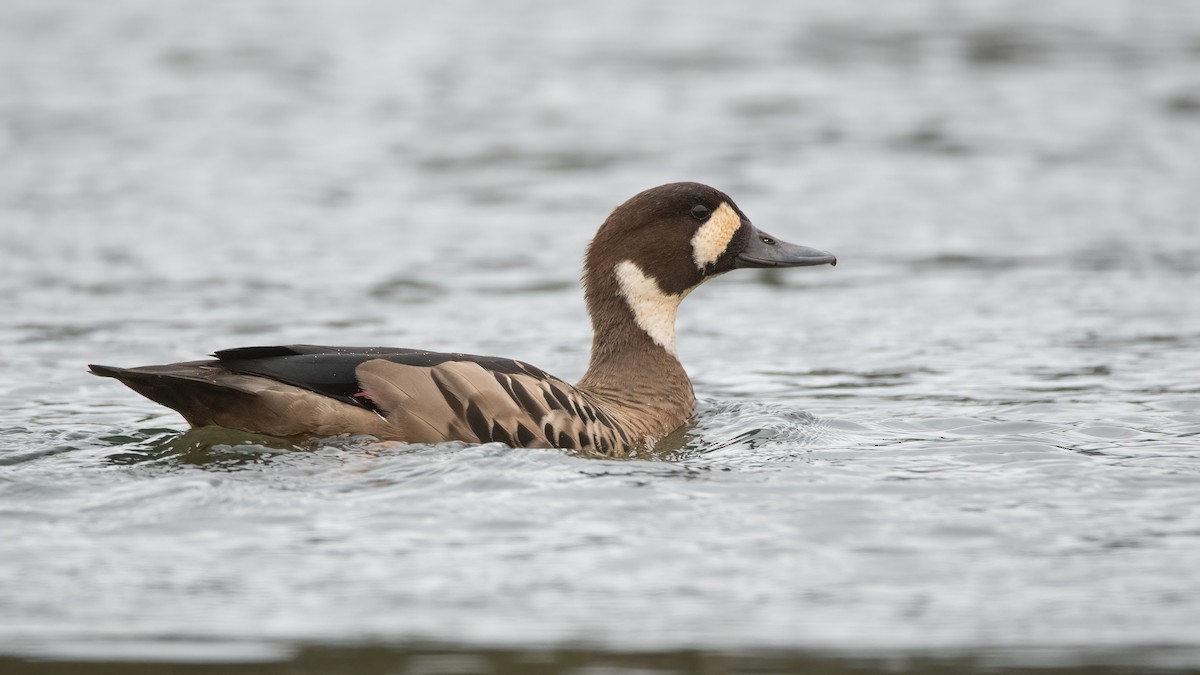 Spectacled Duck - Pablo Re