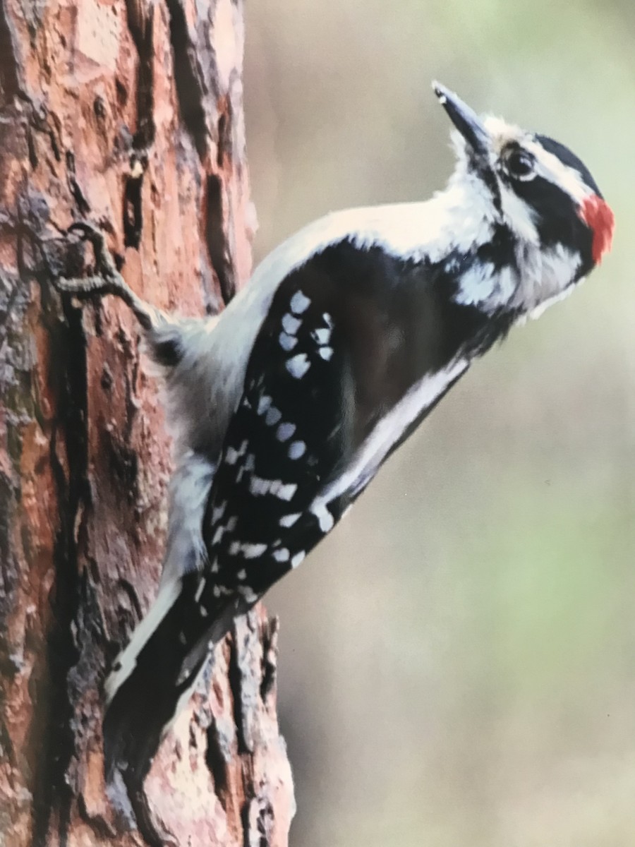 Downy Woodpecker - Alice Oliver