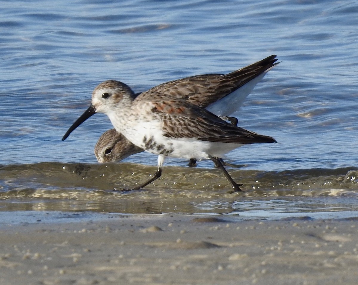 Dunlin - ML433219061