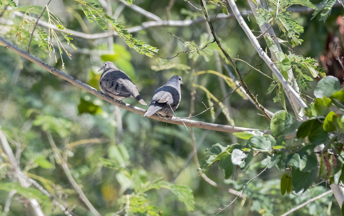 Plain-breasted Ground Dove - ML433220141