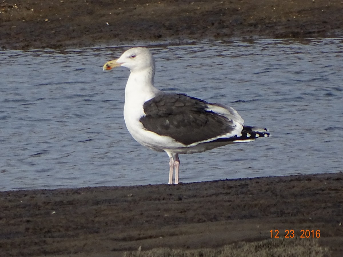 Great Black-backed Gull - Pat and Mike Hilliard Ruscigno