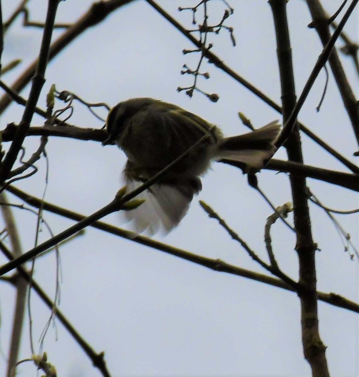 Golden-crowned Kinglet - Maria Armstrong