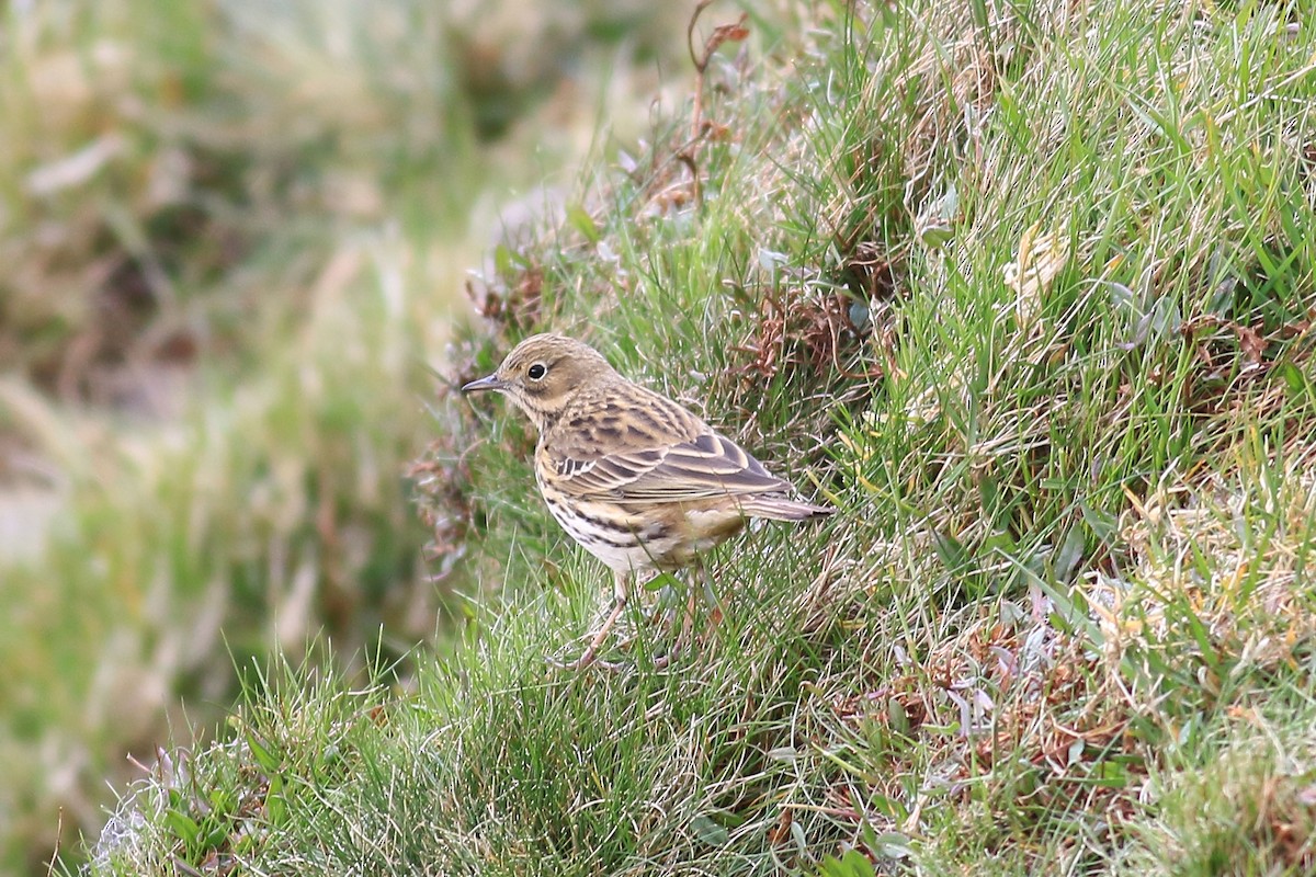 Meadow Pipit - ML433223151