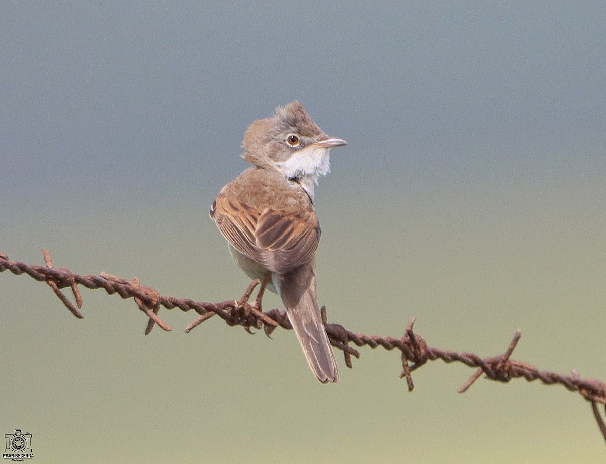 Greater Whitethroat - ML433224221