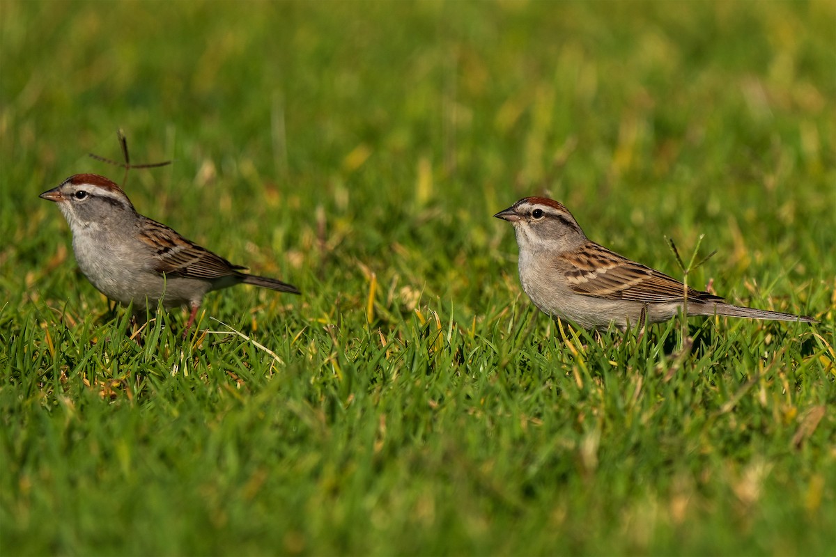 Chipping Sparrow - ML433224341
