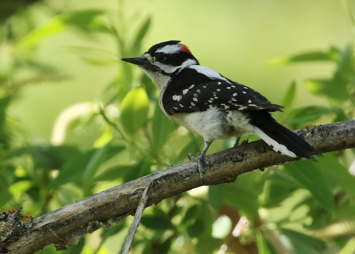 Downy Woodpecker - ML433224491