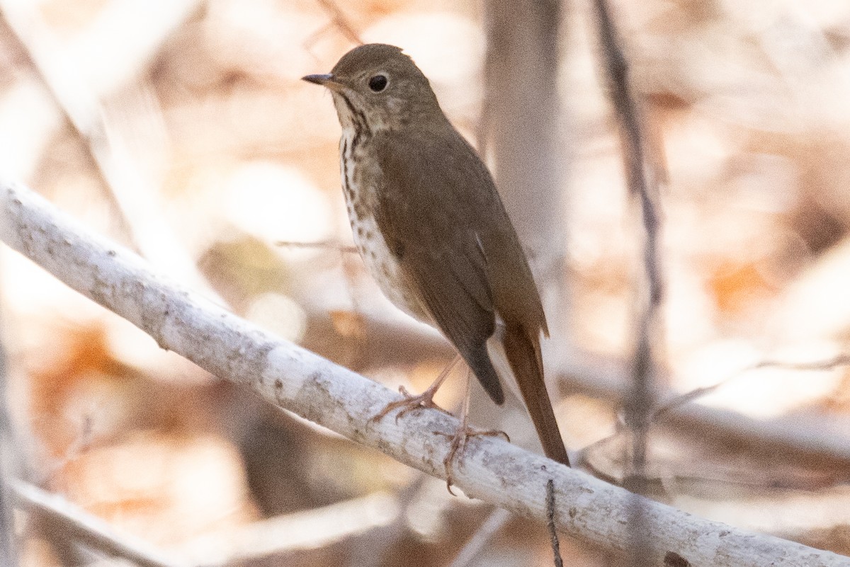 Hermit Thrush - ML433224581