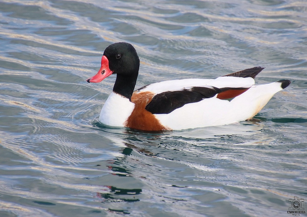 Common Shelduck - ML433225271