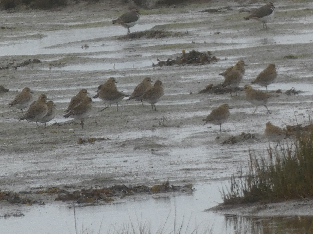 European Golden-Plover - ML433225351