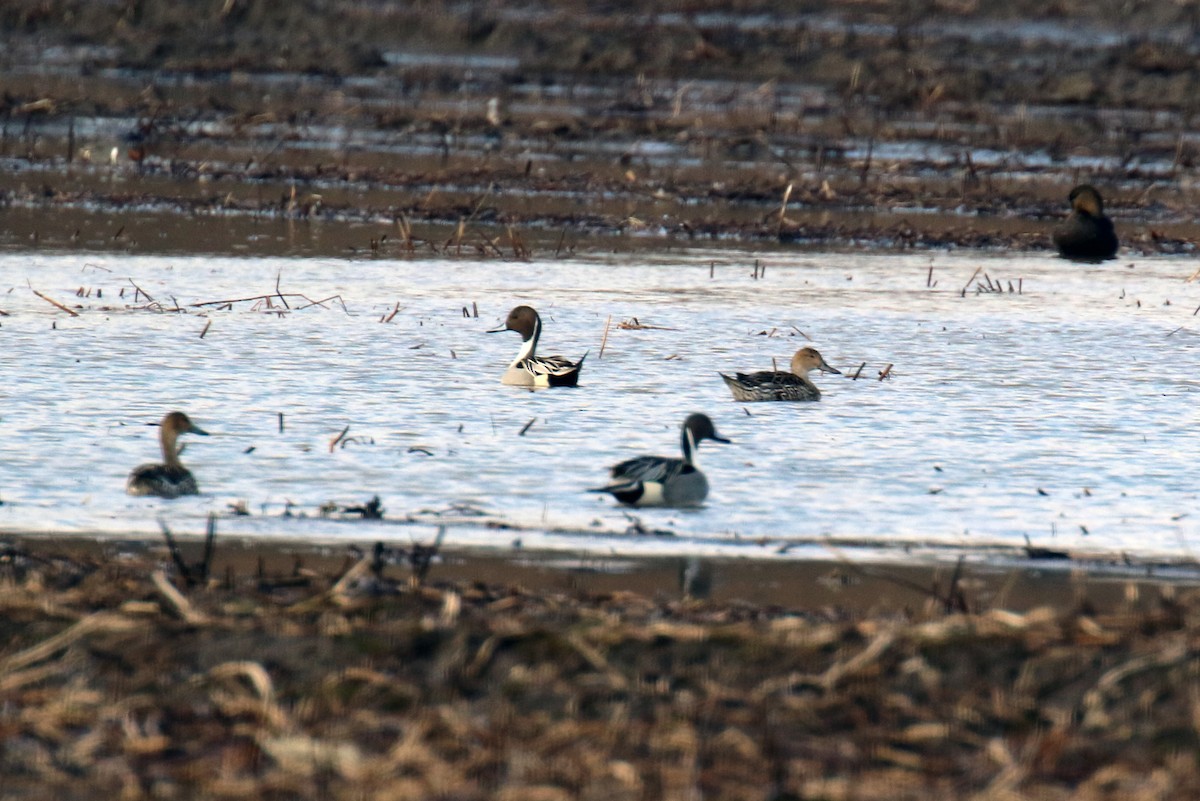 Northern Pintail - ML433225471