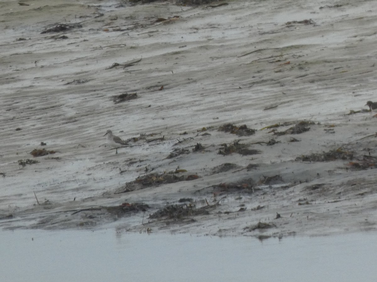 Red Knot - ML433225481