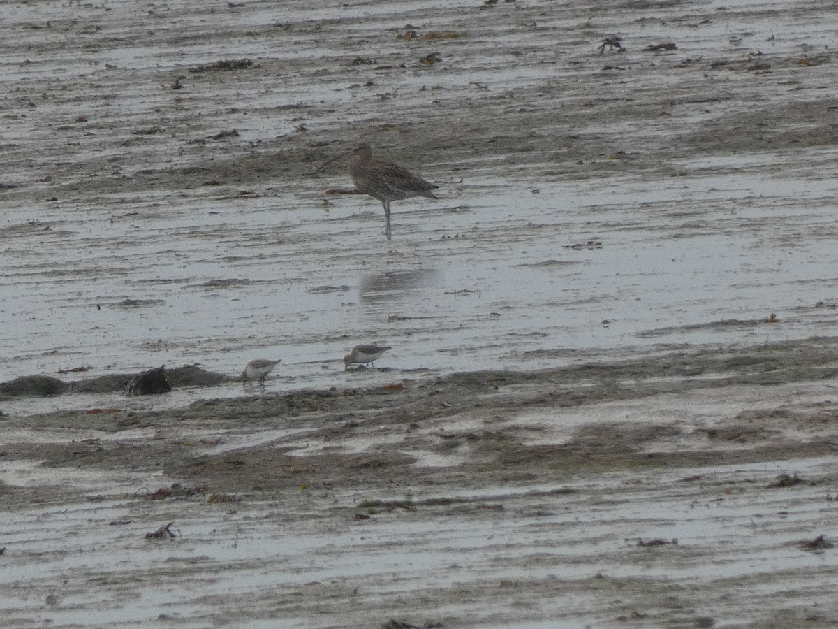 Eurasian Curlew - ML433225501