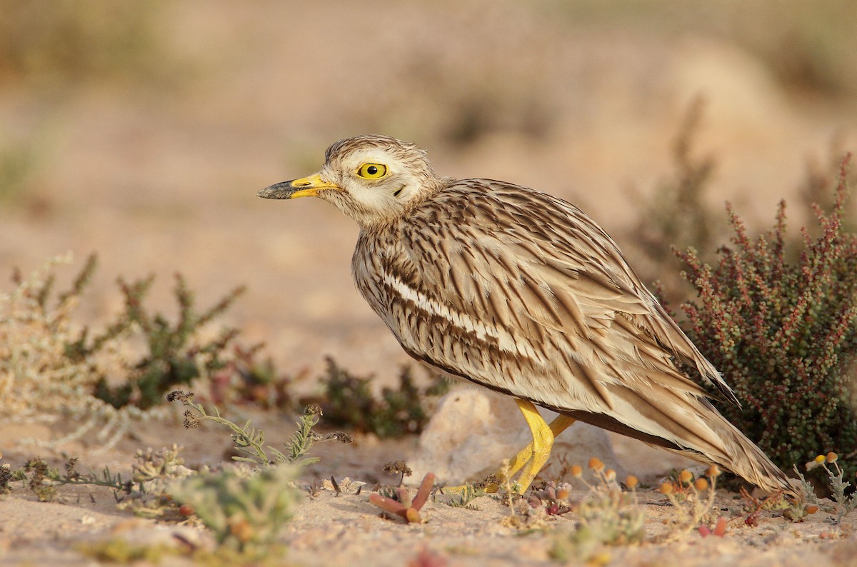 Eurasian Thick-knee - ML433225591