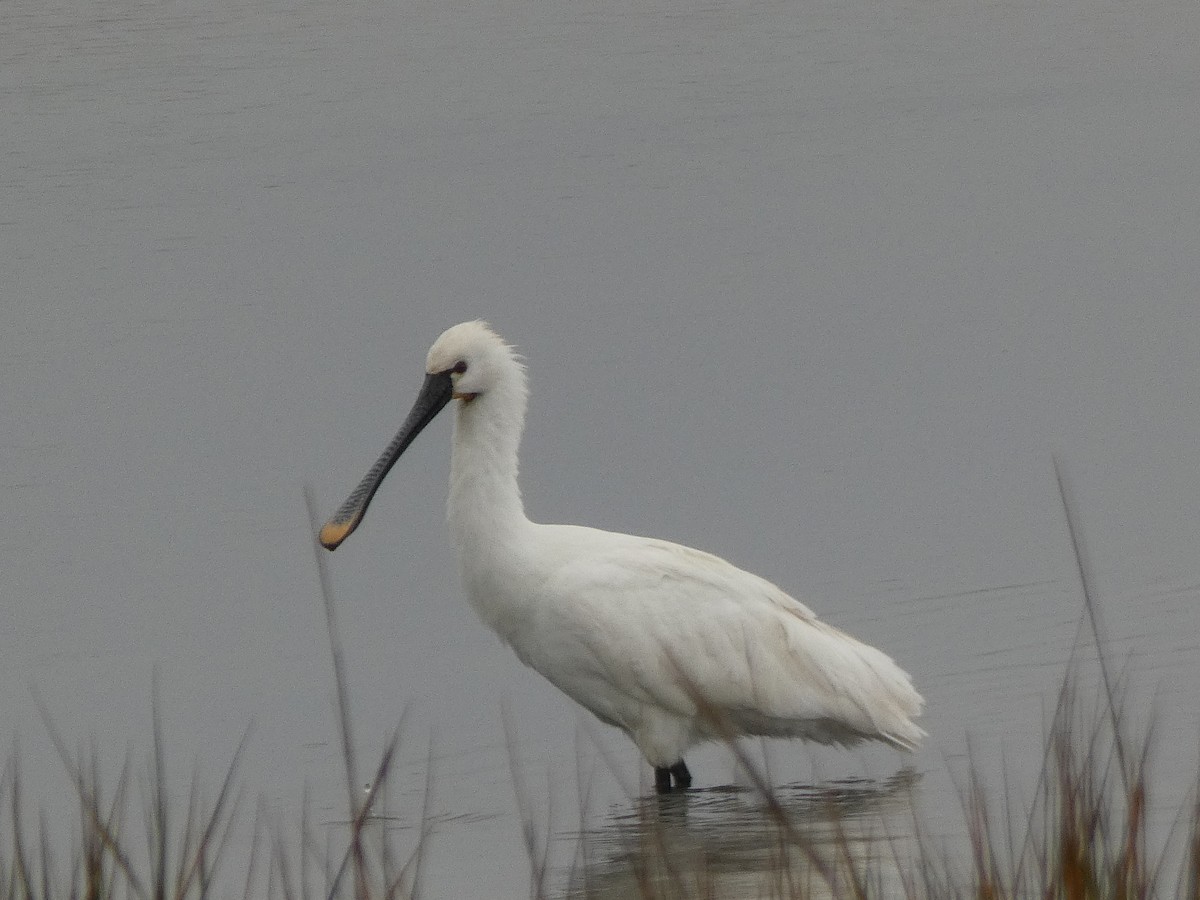 Eurasian Spoonbill - ML433225631